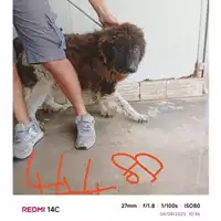 Foto dell\'animale COMUNE DI SANT'ANASTASIA - 380260043944488