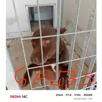 Foto dell\'animale COMUNE DI SANT'ANASTASIA - 380260043068475