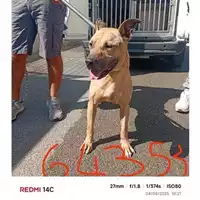 Foto dell\'animale COMUNE DI SANT'ANASTASIA - 380260043964353