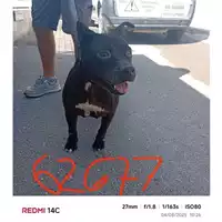 Foto dell\'animale COMUNE DI SANT'ANASTASIA - 380260044862677