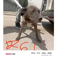 Foto dell\'animale COMUNE DI SANT'ANASTASIA - 380260043068761