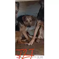 Foto dell\'animale COMUNE DI SANT'ANASTASIA - 380260043505727