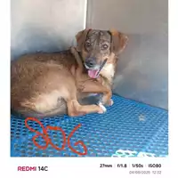 Foto dell\'animale COMUNE DI SANT'ANASTASIA - 380260043501806