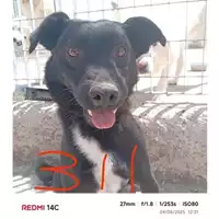Foto dell\'animale COMUNE DI SANT'ANASTASIA - 380260043506311