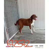 Foto dell\'animale COMUNE DI SANT'ANASTASIA - 380260042672572