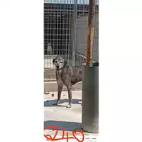 Foto dell\'animale COMUNE DI SANT'ANASTASIA - 380260043962640