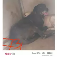 Foto dell\'animale COMUNE DI SANT'ANASTASIA - 380260043962731