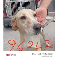 Foto dell\'animale COMUNE DI SANT'ANASTASIA - 380260043962472