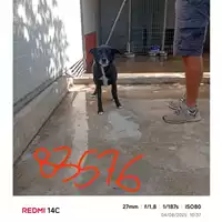 Foto dell\'animale COMUNE DI SANT'ANASTASIA - 380260044783576