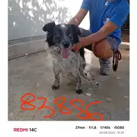 Foto dell\'animale COMUNE DI SANT'ANASTASIA - 380260044783886