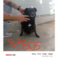 Foto dell\'animale COMUNE DI SANT'ANASTASIA - 380260044783805