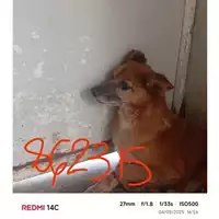 Foto dell\'animale COMUNE DI SANT'ANASTASIA - 380260044862315