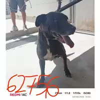 Foto dell\'animale COMUNE DI SANT'ANASTASIA - 380260043962756