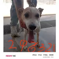 Foto dell\'animale COMUNE DI SANT'ANASTASIA - 380260042396321