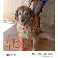 Foto dell\'animale COMUNE DI SANT'ANASTASIA - 380260041341541