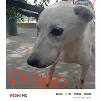 Foto dell\'animale COMUNE DI SANT'ANASTASIA - 380260042670750