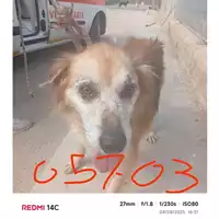 Foto dell\'animale COMUNE DI SANT'ANASTASIA - 380260010305703