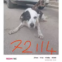 Foto dell\'animale COMUNE DI SANT'ANASTASIA - 380260042672114