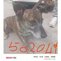 Foto dell\'animale COMUNE DI SANT'ANASTASIA - 380260043502049