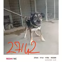 Foto dell\'animale COMUNE DI SANT'ANASTASIA - 380260170027142