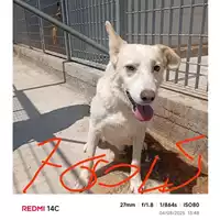 Foto dell\'animale COMUNE DI SANT'ANASTASIA - 380260042670045