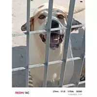 Foto dell\'animale COMUNE DI SANT'ANASTASIA - 380260043962600