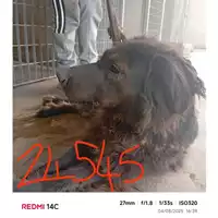 Foto dell\'animale COMUNE DI SANT'ANASTASIA - 380260170024545