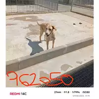 Foto dell\'animale COMUNE DI SANT'ANASTASIA - 380260043962050