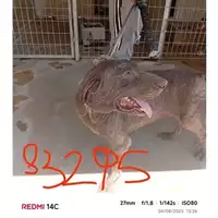 Foto dell\'animale COMUNE DI SANT'ANASTASIA - 380260044783295