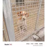 Foto dell\'animale COMUNE DI SANT'ANASTASIA - 380260044972626