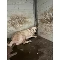 Foto dell\'animale COMUNE DI SANT'ANASTASIA - 380260044856425