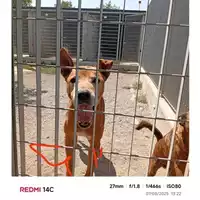 Foto dell\'animale COMUNE DI OTTAVIANO - 380260045054801