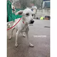 Foto dell\'animale COMUNE DI SALERNO - 380260002680741