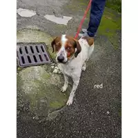 Foto dell\'animale COMUNE DI SALERNO - 380260044559761