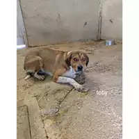 Foto dell\'animale COMUNE DI SALERNO - 380260044559268