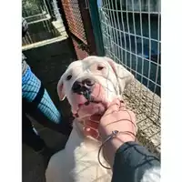 Foto dell\'animale COMUNE DI SALERNO - 380260044671754