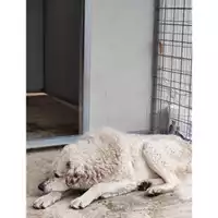 Foto dell\'animale COMUNE DI SALERNO - 380260044806971