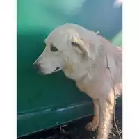 Foto dell\'animale COMUNE DI SALERNO - 380260044557297