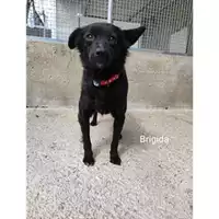 Foto dell\'animale COMUNE DI SALERNO - 380260044806437