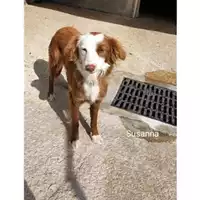 Foto dell\'animale COMUNE DI SALERNO - 380260044806863