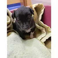 Foto dell\'animale COMUNE DI SALERNO - 380260044670434