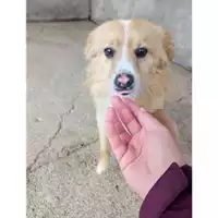 Foto dell\'animale COMUNE DI SALERNO - 380260044667156