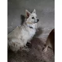 Foto dell\'animale COMUNE DI SALERNO - 380260044671059