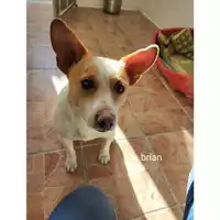 Foto dell\'animale COMUNE DI SALERNO - 380260044666544