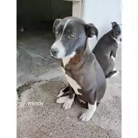 Foto dell\'animale COMUNE DI SALERNO - 380260044671373
