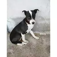 Foto dell\'animale COMUNE DI SALERNO - 380260044671461