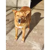 Foto dell\'animale COMUNE DI SALERNO - 380260044671422