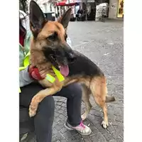 Foto dell\'animale COMUNE DI SALERNO - 380260042463373