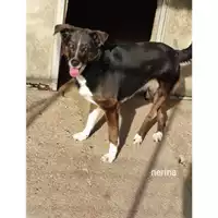 Foto dell\'animale COMUNE DI SALERNO - 380260044672126