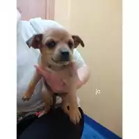 Foto dell\'animale COMUNE DI SALERNO - 380260044666490